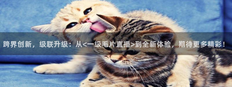 小九直播足球